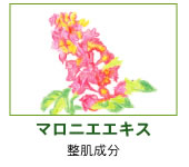 �ޥ��˥�����������ȩ��ʬ