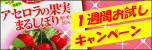 ��������μ¤ޤ뤷�ܤ�